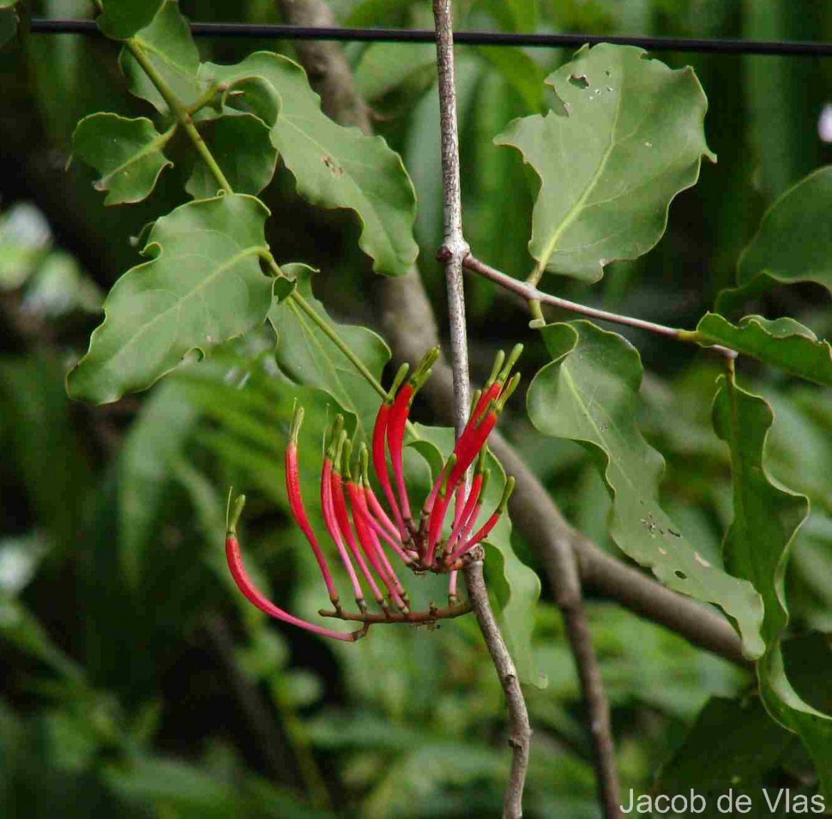 Dendrophthoe falcata (L.f.) Ettingsh.